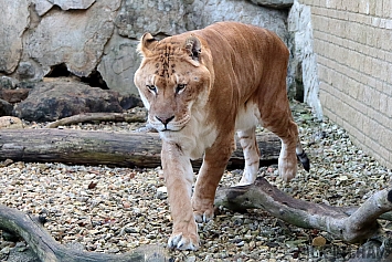 Liger | Male