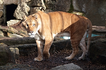 Liger | Male