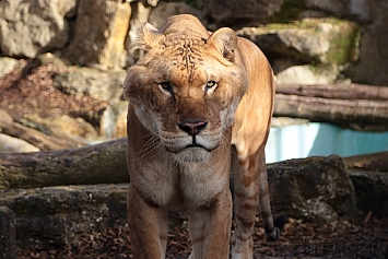 Liger | Male