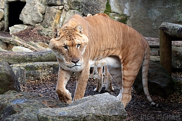 Liger | Male