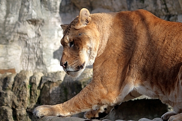 Liger | Male