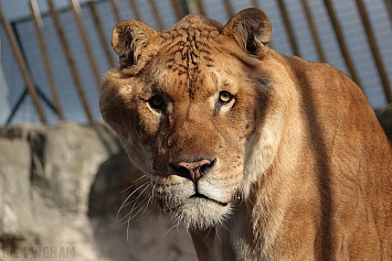 Liger | Male