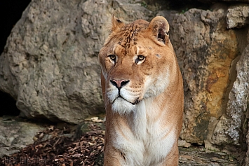 Liger | Male