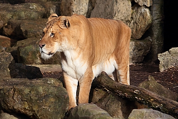 Liger | Male