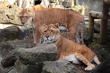 Liger | Male