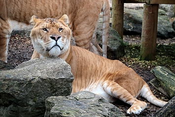 Liger | Male