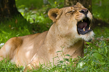 African Lion | Female
