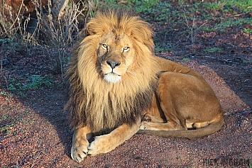 African Lion