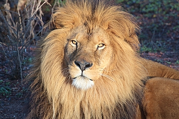 African Lion