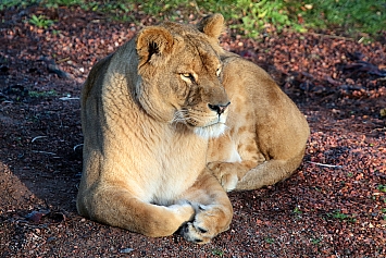 African Lion