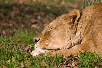 African Lion | Female