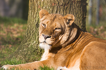 African Lion | Female