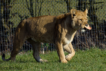 African Lion