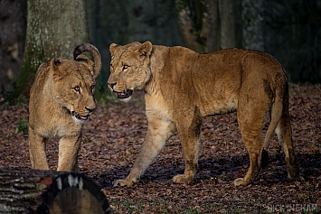 African Lion