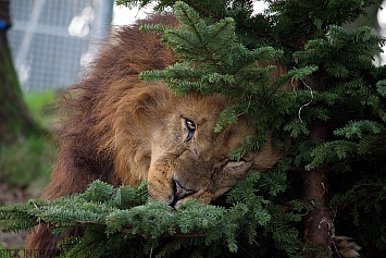 African Lion