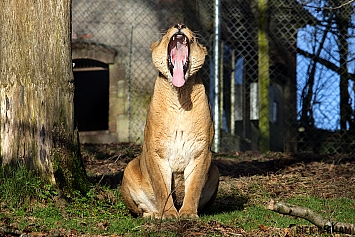 African Lion