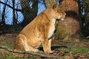 African Lion