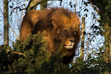 African Lion