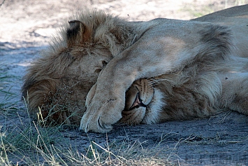 African Lion | Male