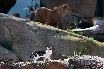 African Lion