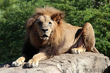 African Lion