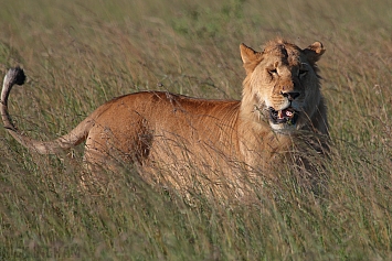 African Lion | Male