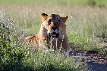 African Lion | Male