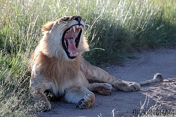 African Lion | Male