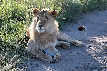 African Lion | Male