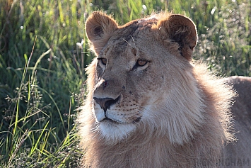 African Lion | Male