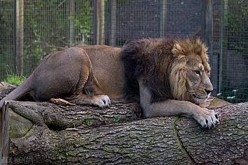 Asiatic Lion