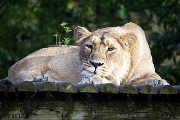 Asiatic Lion