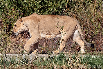 African Lion