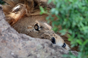 African Lion | Male