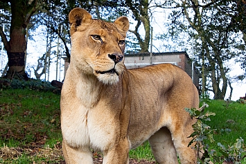 African Lion