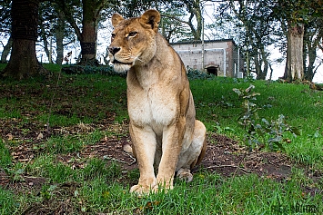 African Lion