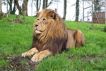 African Lion