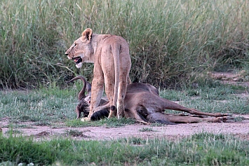 African Lion | Female