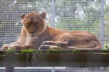 African Lion