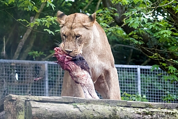 African Lion