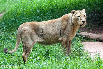 Asiatic Lion