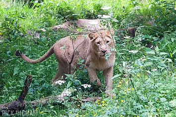 Asiatic Lion