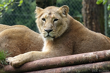 Asiatic Lion