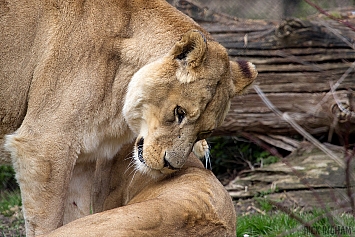 Barbary Lion