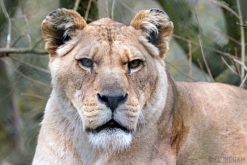 Barbary Lion