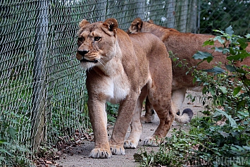 African Lion