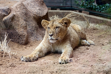 African Lion