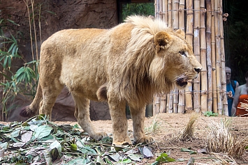 African Lion