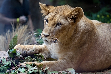 African Lion