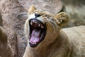 African Lion